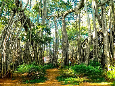 Big Banyan Tree