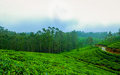 fog-nature-forest-woods-india